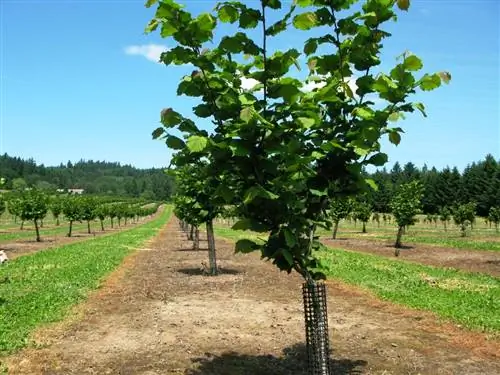 Молодые деревья прошли свою худшую стадию