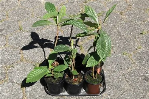 Мушмула размножается семенами