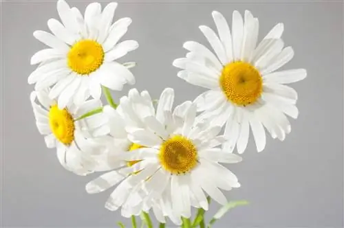 Цветки ромашки белые