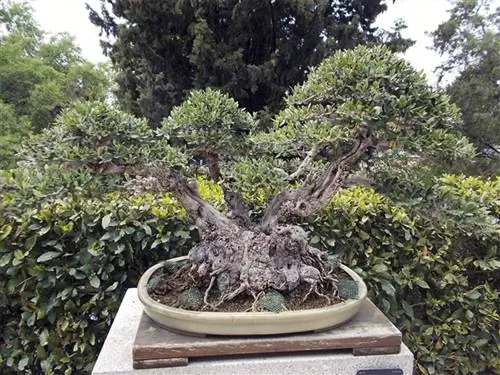 оливковый бонсай