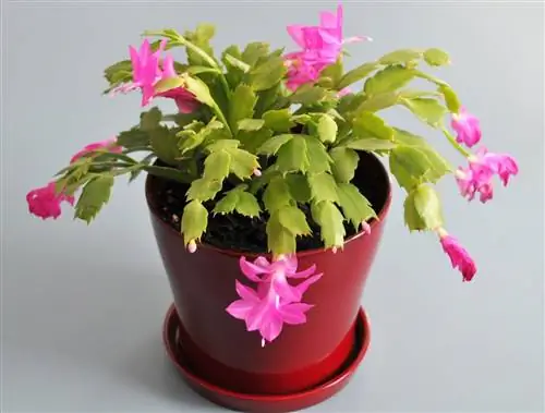 Schlumbergera trunca - висячий кактус.