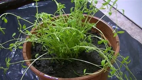 Когда сажают чечевицу?