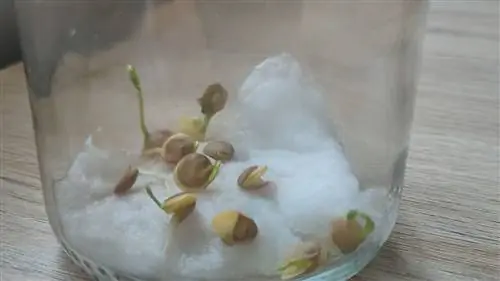 Как сделать растение из чечевицы из хлопка?