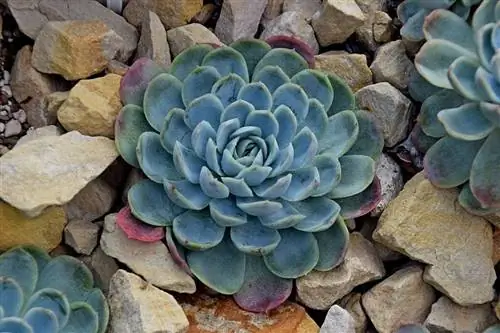 Echeveria elegans - очень простое в уходе растение.