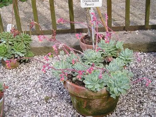 Echeveria elegans можно выращивать в горшке