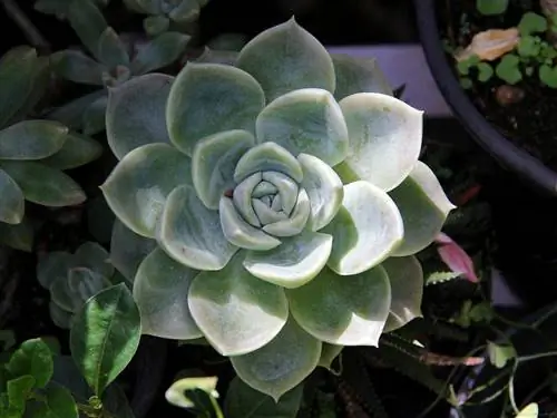 Echeveria elegans - очень декоративный суккулент.