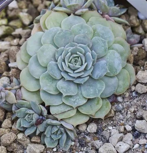 Алебастровая роза или Echeveria elegans очень красивая.