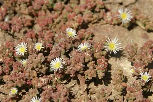 Голубая водоросль представляет собой суккулент с маленькими белыми цветками.