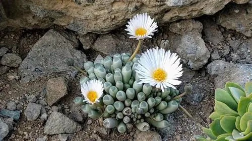 Fenestraria rhopalophylla - небольшой суккулент.