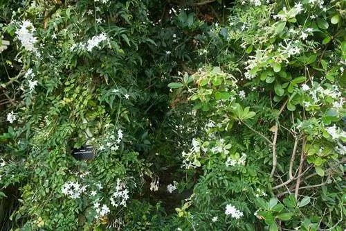 Жасмин - лиана с белыми цветами