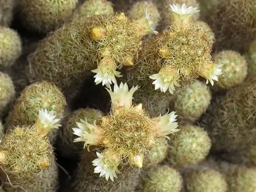 Mammillaria elongata - кактус с белыми цветами.