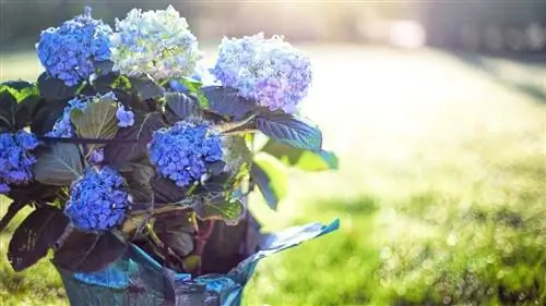 Гортензии в горшках