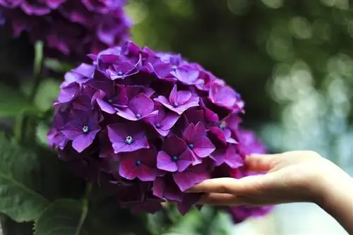 Гортензия крупнолистная (Hydrangea macrophylla)