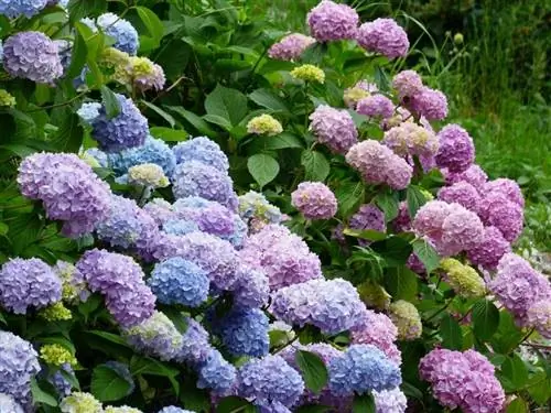 гортензии в саду