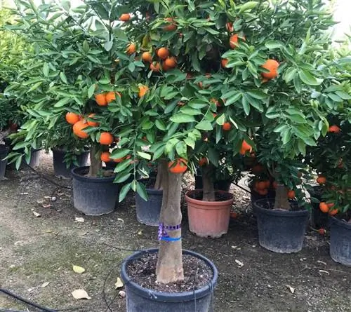 Какие болезни и вредители могут поразить мандарин?