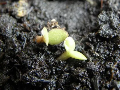 Opuntia ficus indica, кактус, размножающийся семенами.