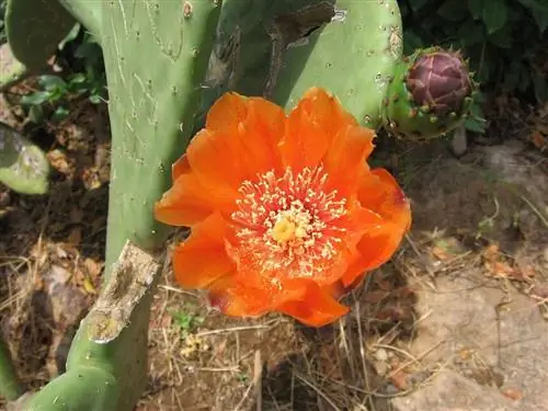 Опунция размножается семенами