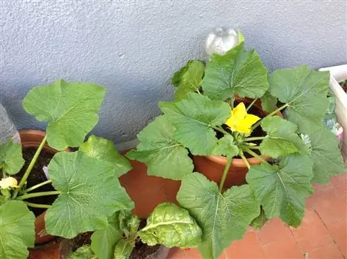 капиллярные ирригационные системы