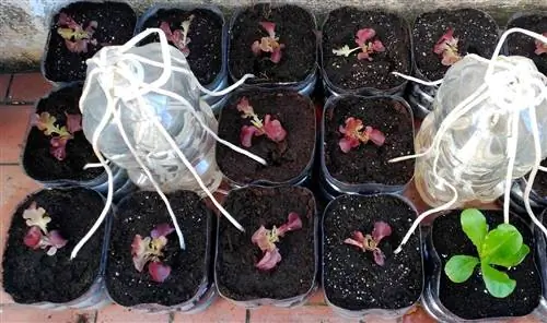 Капиллярное орошение