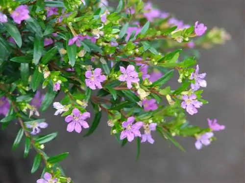 Куфея (Cuphea hyssopifolia)