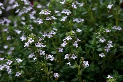 Чабрец (Thymus vulgaris)