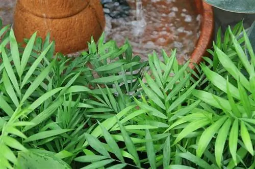 Chamaedorea elegans нуждается в свете, но не прямом