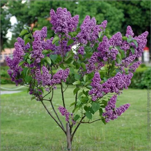 Сирень - это маленькое деревце, которое цветет весной.