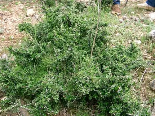 Дикая олива - маленькое дерево