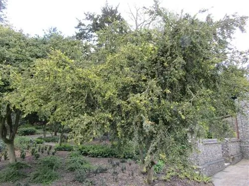 Самшит - вечнозеленое дерево.