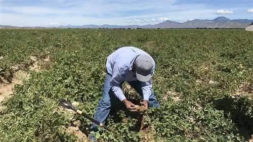 что такое сельское хозяйство