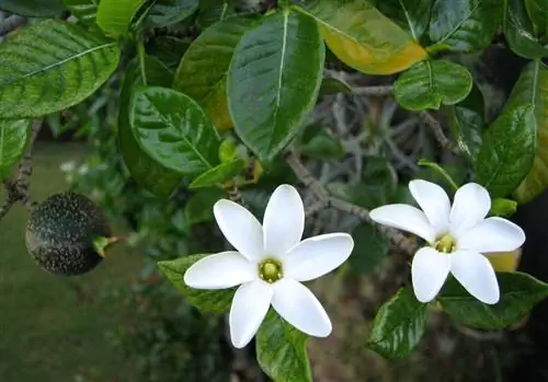 Gardenia brighamii - многолетнее растение.