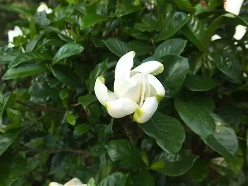 Гардения - растение с белыми цветками.