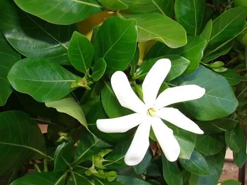 Gardenia tahitensis - вечнозеленое растение.