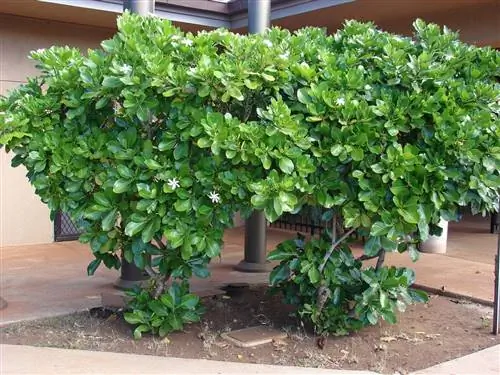 Гардения высаживается на кислых почвах