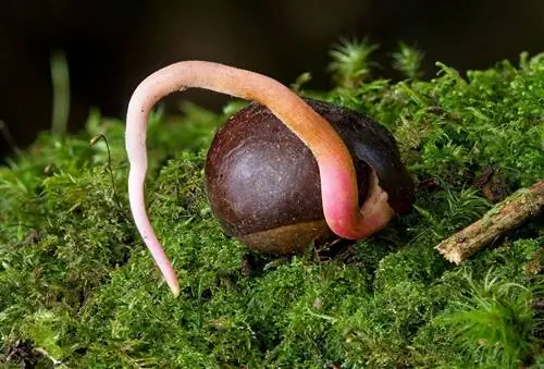 Как посадить каштан в горшок