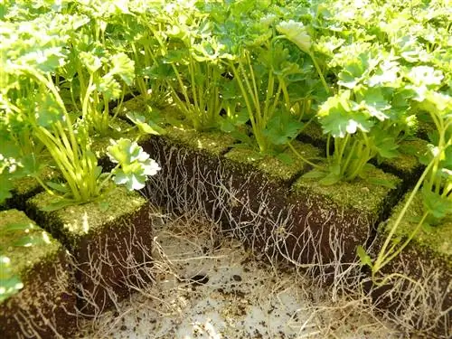 Петрушку можно выращивать в горшках