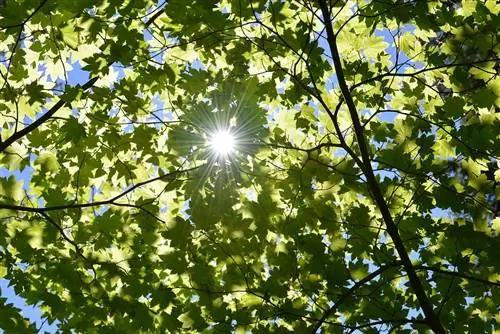 Чтобы понять, как питаются растения, нужно понять фотосинтез.