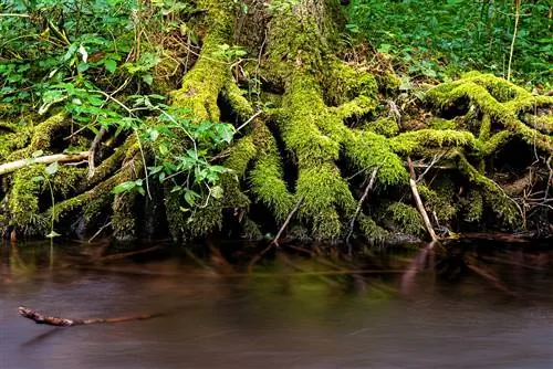 Растения питаются различными питательными веществами