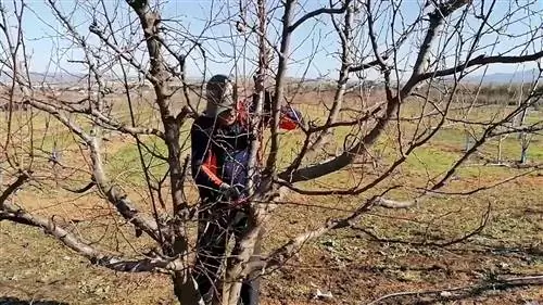обрезка деревьев