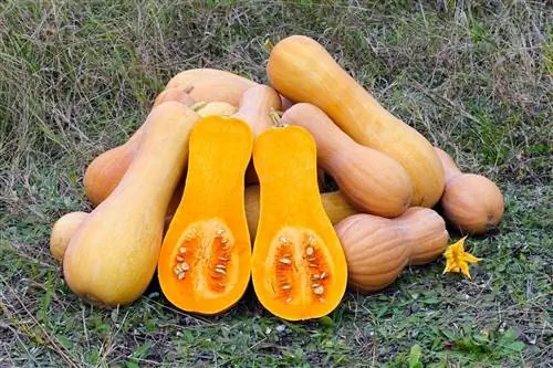 Мускатная тыква удлиненная