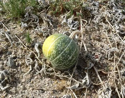 Cucurbita palmata не съедобна