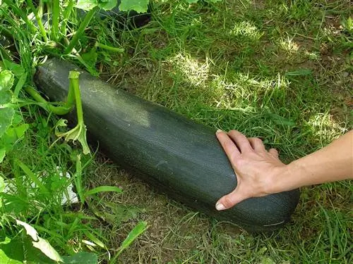 Cucurbita pepo съедобна
