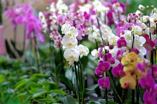 Орхидеи: забота, когда цветы опадают