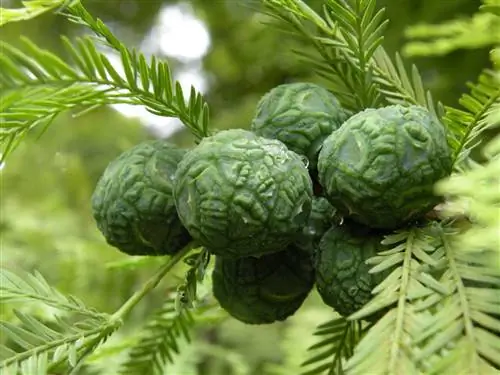 Шишки Taxodium mucronatum среднего размера.