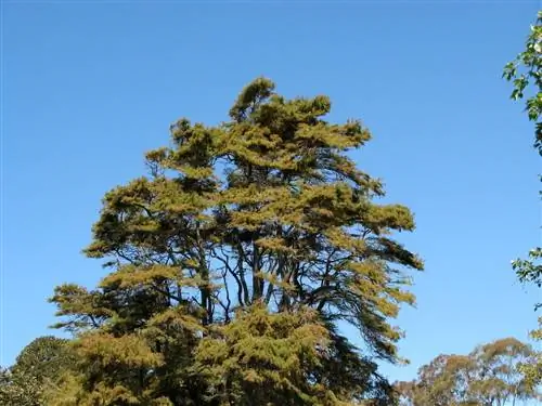 Ахуэуэте (Taxodium mucronatum)