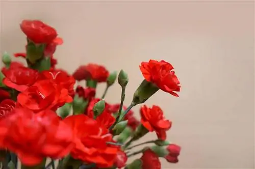 Красные гвоздики - это цветы, которые раскрываются весной.