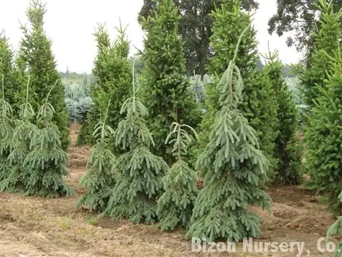 Picea glauca - медленнорастущее хвойное дерево.