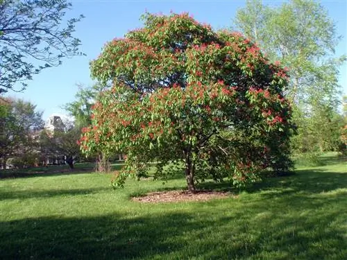 Aesculus pavia - экзотическое дерево.