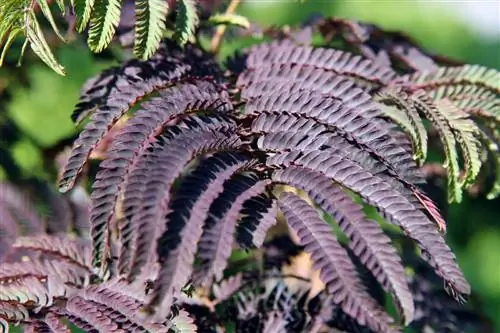 Шоколад летний Albizia julibrissin имеет листья slilas