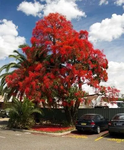 Brachychiton acerifolius имеет красные цветки.